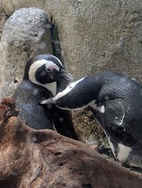 Greensboro Science Center photo 5