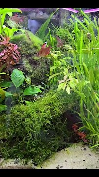 The Chlorophyll Corner - Mesa, AZ photo 2