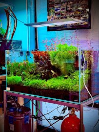 The Chlorophyll Corner - Mesa, AZ photo 3