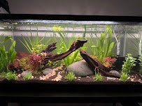 The Chlorophyll Corner - Mesa, AZ photo 5