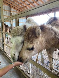 Rose Valley Animal Park photo 4