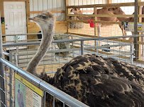 Rose Valley Animal Park photo 5