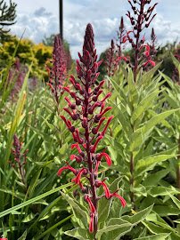 Point Defiance Zoo Botanical Gardens photo 5