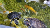 Austin Aquarium photo 2