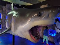 Austin Aquarium photo 4