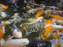 Austin Aquarium photo 5