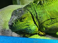 Austin Aquarium photo 6