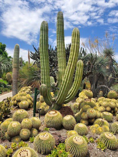 The Huntington Library, Art Museum, and Botanical Gardens photo 5