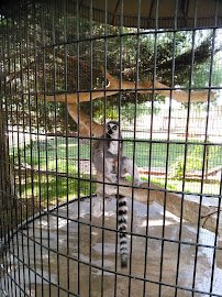 Spring River Zoo photo 3
