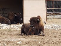 Spring River Zoo photo 5