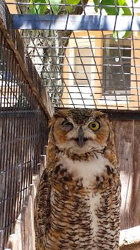 Spring River Zoo photo 6