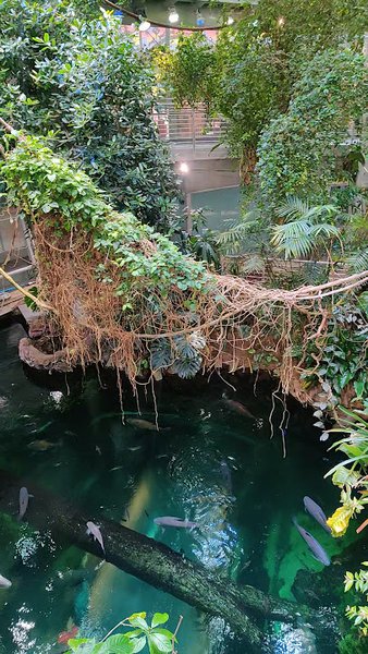 Osher Rainforest at the California Academy of Sciences photo 2