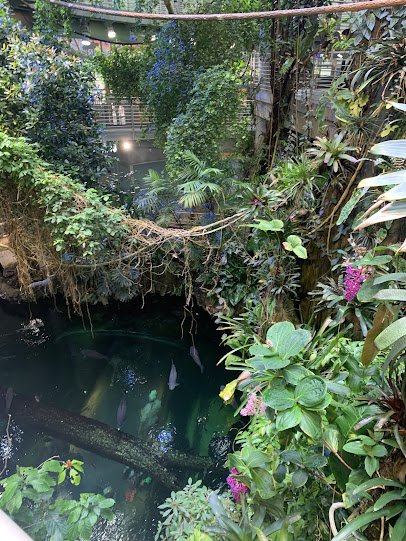 Osher Rainforest at the California Academy of Sciences photo 3