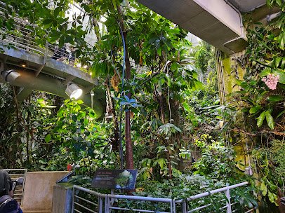 Osher Rainforest at the California Academy of Sciences photo 4