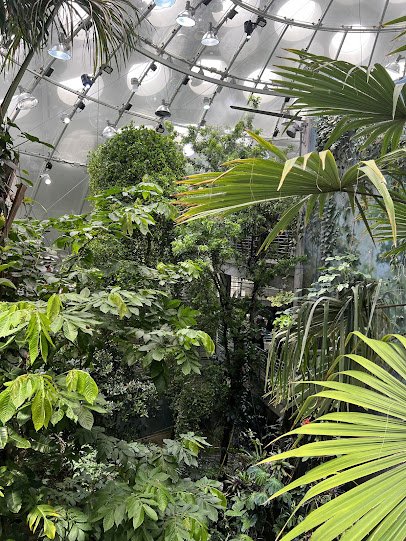 Osher Rainforest at the California Academy of Sciences photo 5