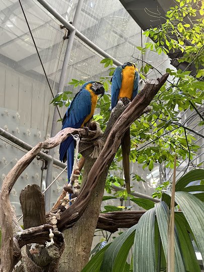 Osher Rainforest at the California Academy of Sciences photo 6