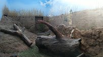 Zoomazium photo 2