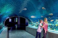 OdySea Aquarium