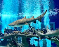 OdySea Aquarium photo 3