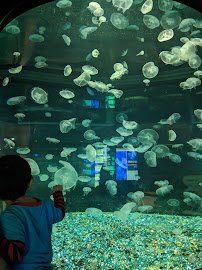 OdySea Aquarium photo 4