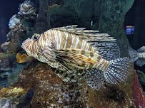 OdySea Aquarium photo 5