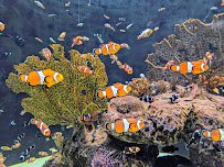 OdySea Aquarium photo 6
