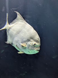 Baltimore Aquarium photo 3