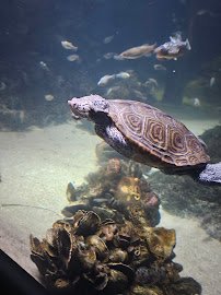 Baltimore Aquarium photo 6
