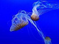 New York Aquarium photo 6