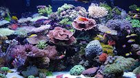 Aquatic Dreams & Funky Monkey Coral photo 2