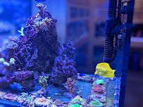 Aquatic Dreams & Funky Monkey Coral photo 4