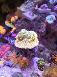 Aquatic Dreams & Funky Monkey Coral photo 5
