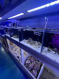 Kona Reef Az - Surprise photo 2