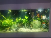 Kona Reef Az - Surprise photo 4