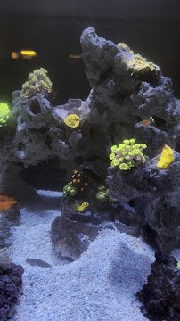 Kona Reef Az - Surprise photo 6
