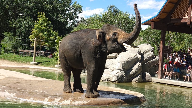 Denver Zoo photo 6