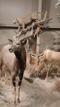 Action Wildlife photo 2