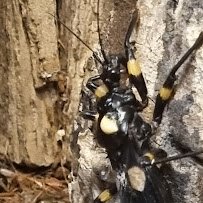 Insect Zoo photo 3