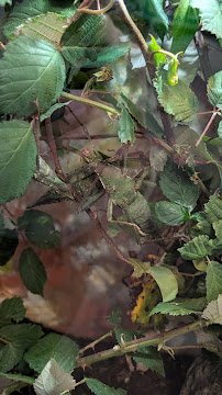 Insect Zoo photo 6