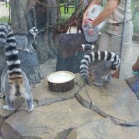 Hamill Family Play Zoo photo 6