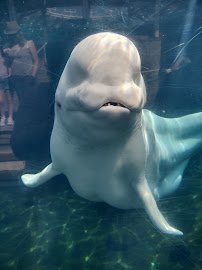 Mystic Aquarium photo 3