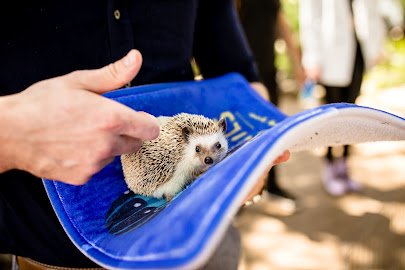 Tiny Tails to You! Austin's Traveling Petting Zoo photo 4
