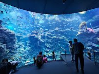 Steinhart Aquarium photo 3