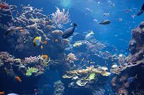 Steinhart Aquarium photo 4