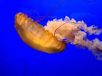 Steinhart Aquarium photo 5