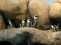Steinhart Aquarium photo 6