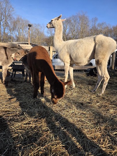 The Rusty Buckle Petting Zoo & Pony Parties