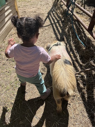 The Rusty Buckle Petting Zoo & Pony Parties photo 3
