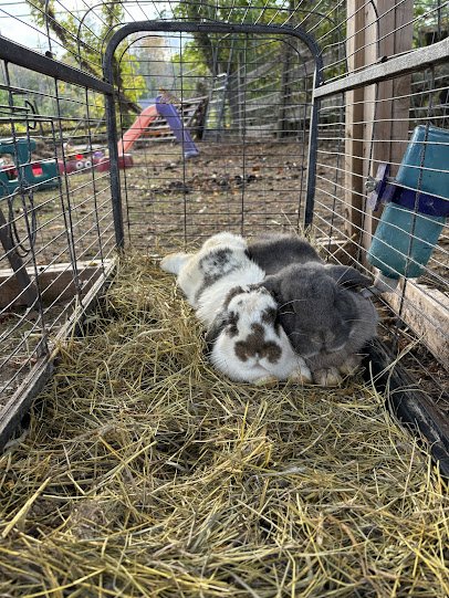 The Rusty Buckle Petting Zoo & Pony Parties photo 5