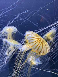 Pacific Seas Aquarium